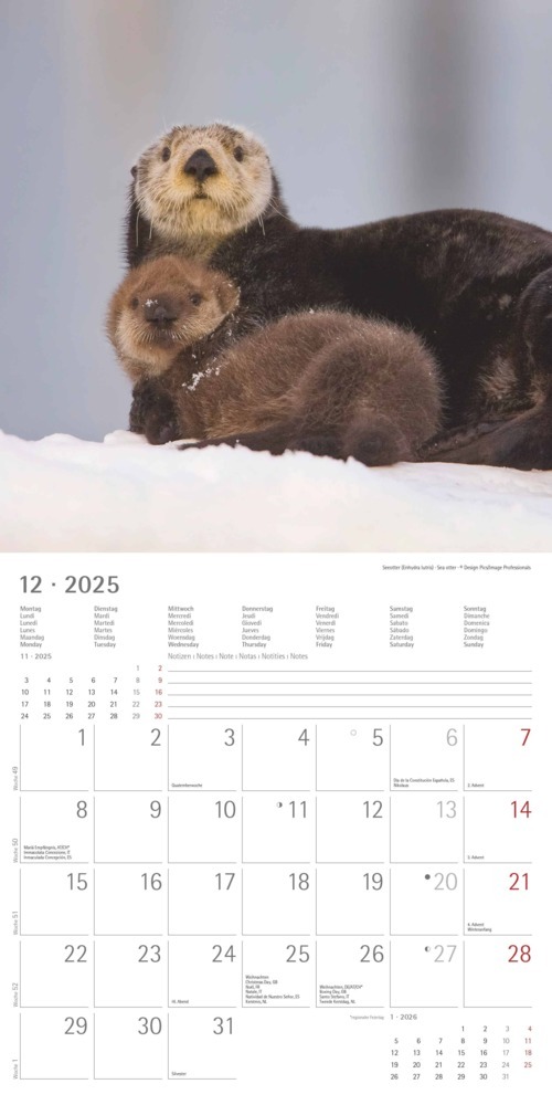 Bild: 4251732340773 | Alpha Edition - Tierbabys 2025 Broschürenkalender, 30x30cm,...