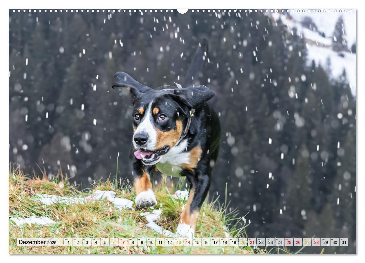 Bild: 9783457198971 | Entlebucher - Temperamentvolle Schweizer Sennenhunde (Wandkalender...