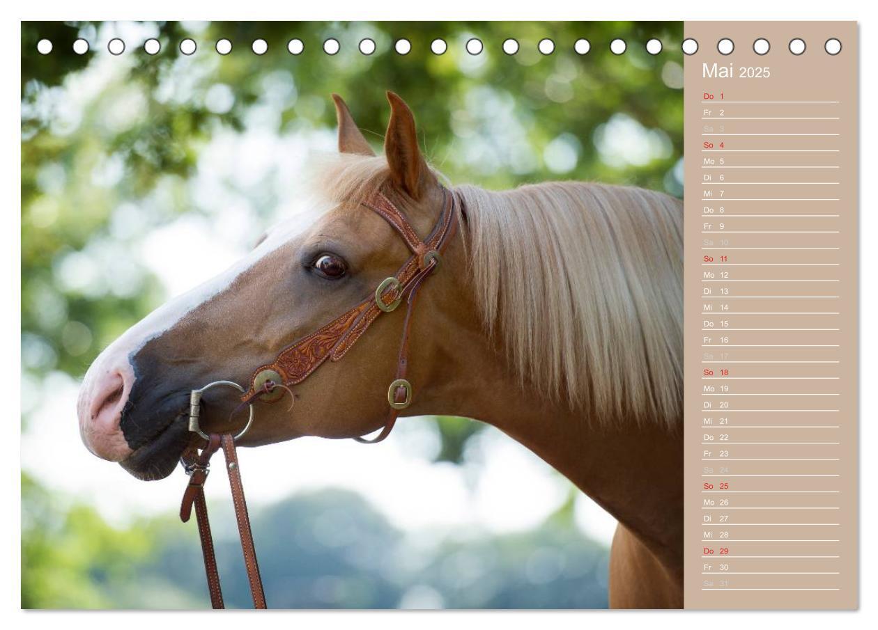 Bild: 9783435723737 | Haflinger / Geburtstagskalender (Tischkalender 2025 DIN A5 quer),...