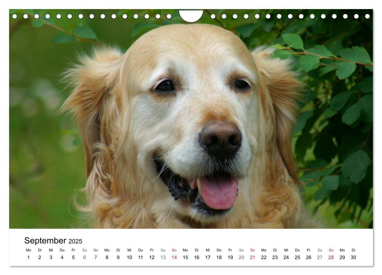 Bild: 9783435841028 | Golden Retriever Power (Wandkalender 2025 DIN A4 quer), CALVENDO...