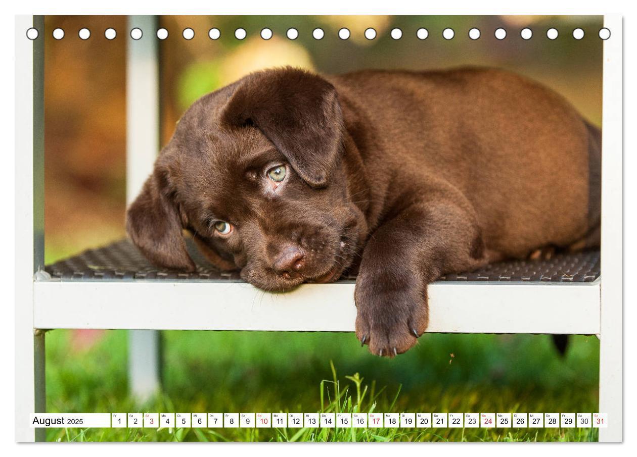 Bild: 9783435210121 | Labrador Retriever Welpen - Kleine Weltentdecker (Tischkalender...