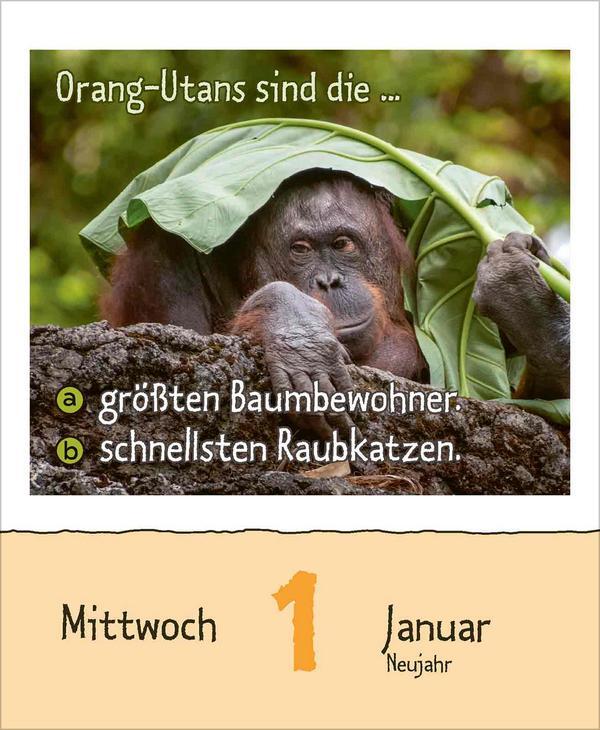 Bild: 9783731877479 | Wie faul ist das Faultier? 2025 | Verlag Korsch | Kalender | 328 S.