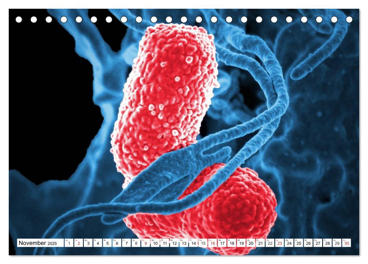 Bild: 9783435482832 | Mikrobiologie. Mikroorganismen, Genetik und Zellen (Tischkalender...