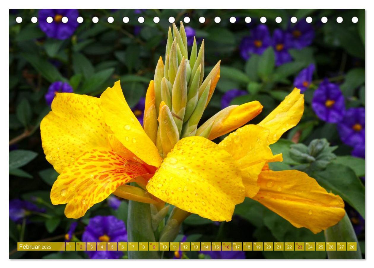 Bild: 9783435741120 | Flower Power - Zauberhafte Kübelpflanzen (Tischkalender 2025 DIN A5...