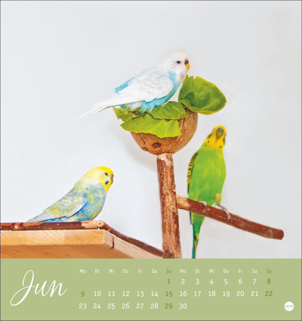 Bild: 9783756407095 | Freche Wellensittiche Postkartenkalender 2025 | Kalender | 13 S.