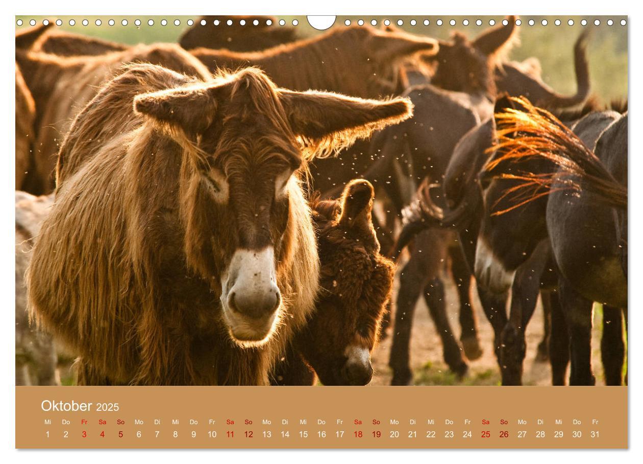 Bild: 9783435396542 | Baudet de Poitou - Seltene französische Langohren (Wandkalender...