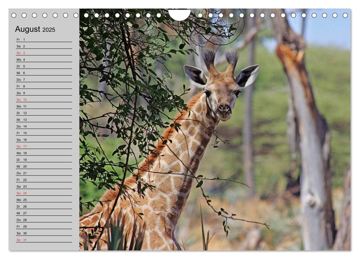 Bild: 9783435535330 | Giraffen. Dem Himmel so nah (Wandkalender 2025 DIN A4 quer),...