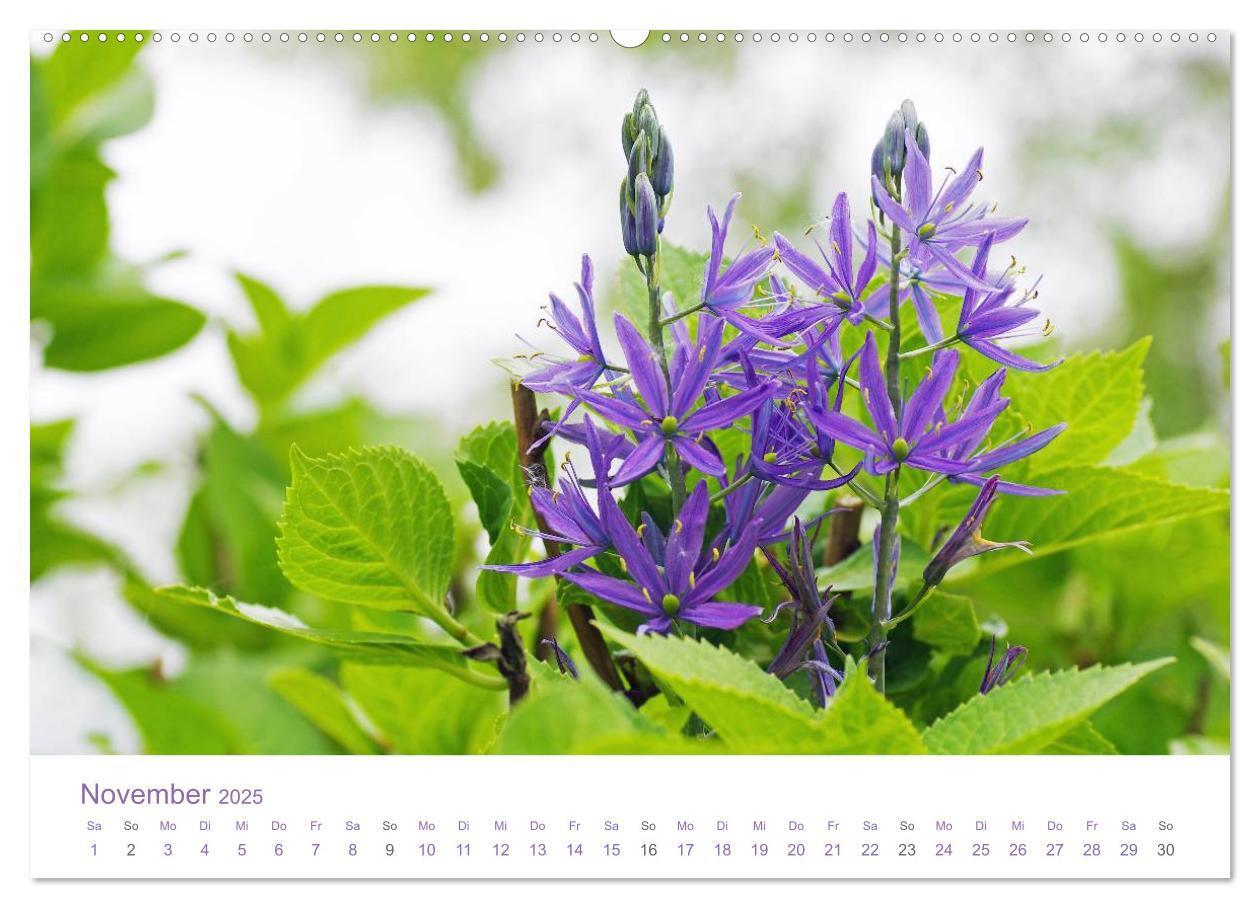 Bild: 9783435809516 | Blumen &amp; Blüten Träume (Wandkalender 2025 DIN A2 quer), CALVENDO...