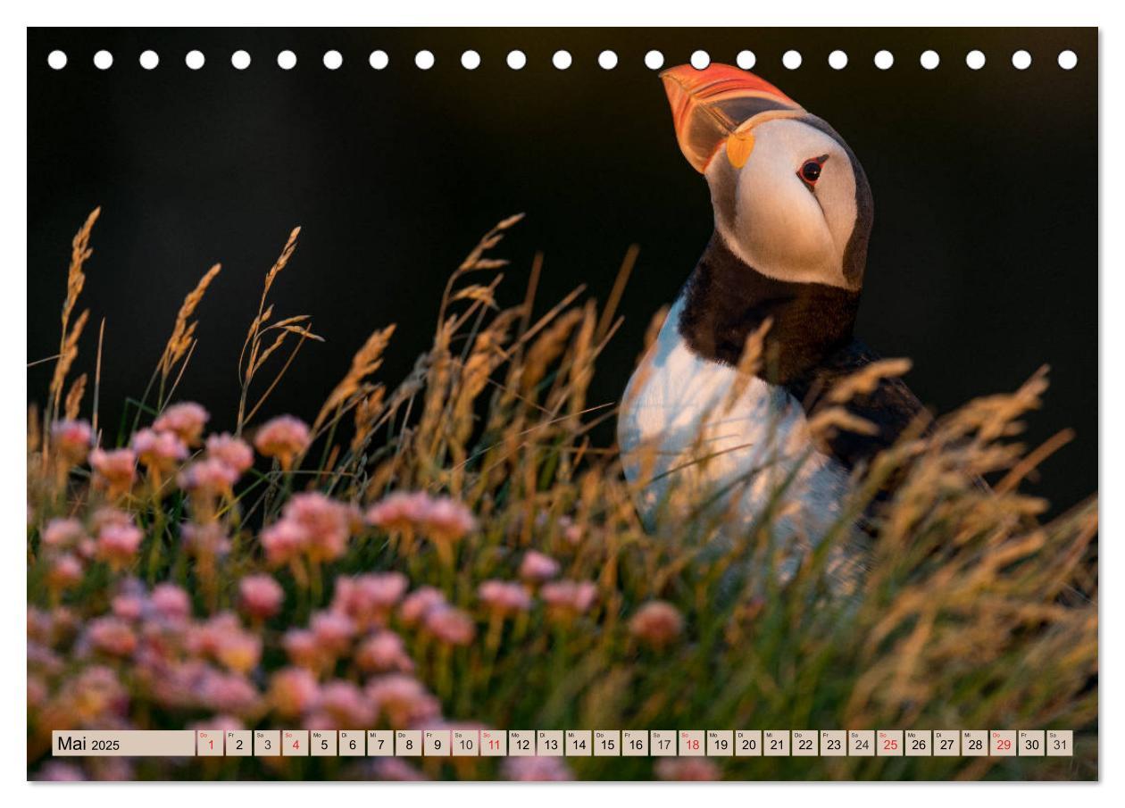 Bild: 9783435269327 | Papageitaucher - Puffins (Tischkalender 2025 DIN A5 quer), CALVENDO...