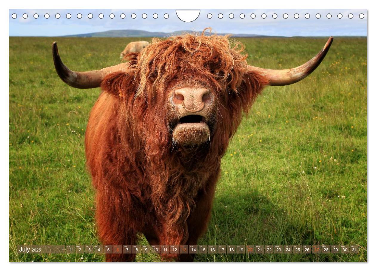 Bild: 9781325994274 | Highland Cattle - Native Breed of Scotland (Wall Calendar 2025 DIN...