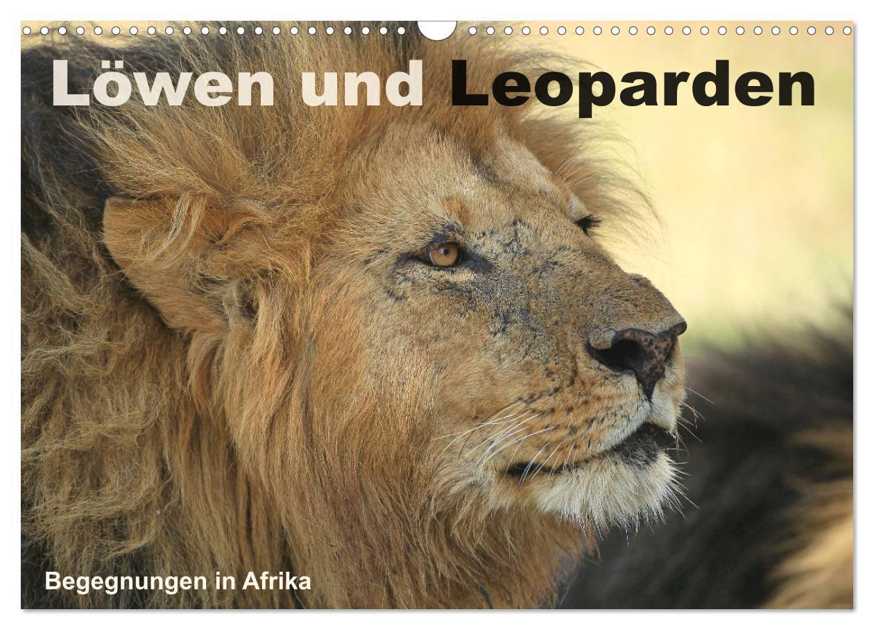 Cover: 9783435598656 | Löwen und Leoparden - Begegnungen in Afrika (Wandkalender 2025 DIN...