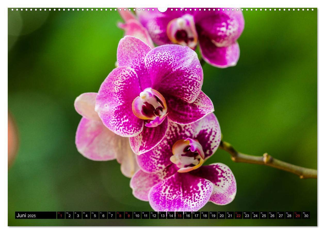 Bild: 9783435226412 | Kleine Blumen ganz groß (hochwertiger Premium Wandkalender 2025 DIN...