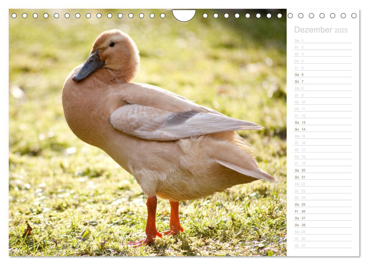 Bild: 9783435300983 | Laufenten - tierisch liebenswerte Zeitgenossen (Wandkalender 2025...