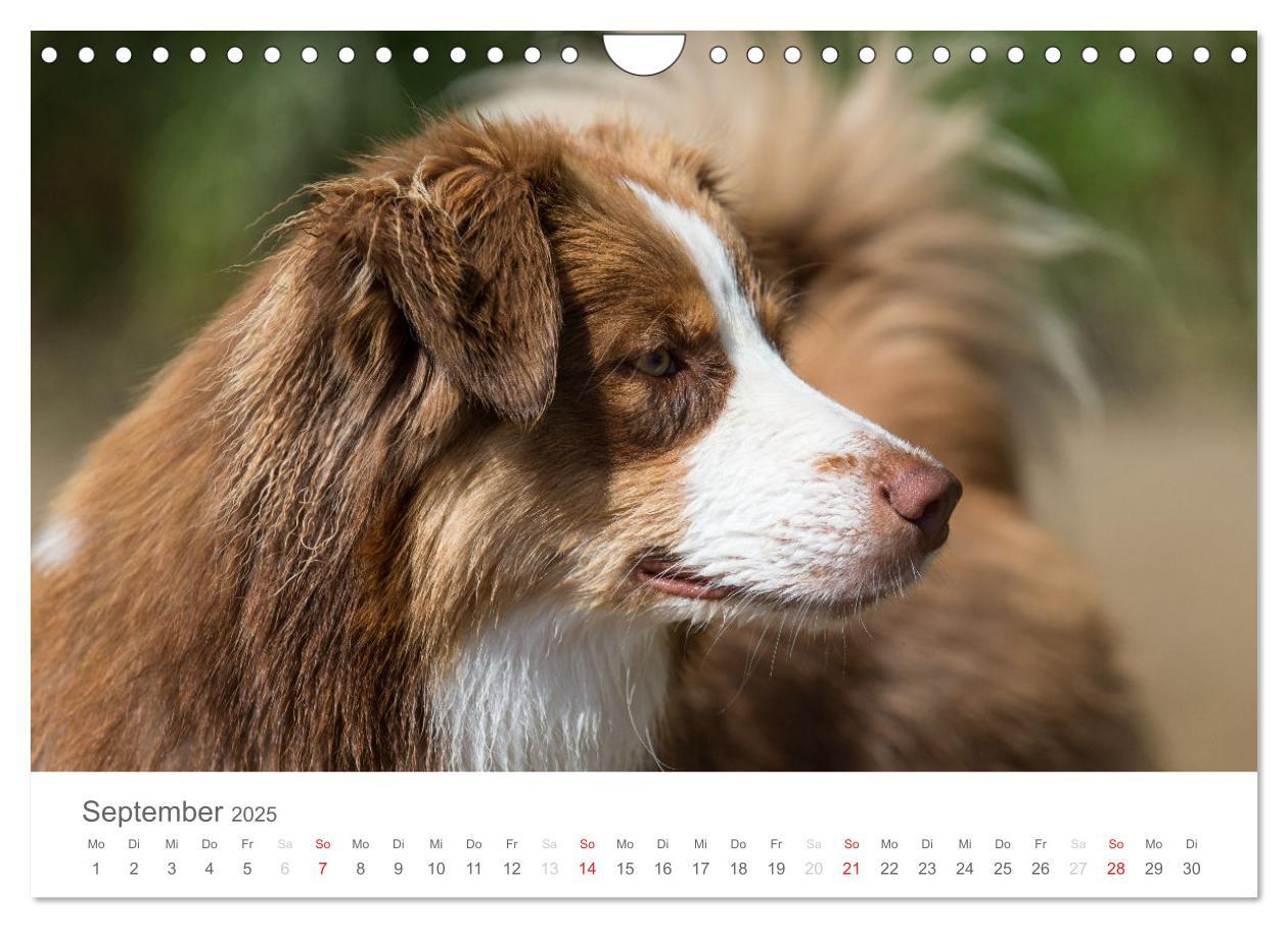 Bild: 9783435673032 | Australian Shepherd 2025 (Wandkalender 2025 DIN A4 quer), CALVENDO...