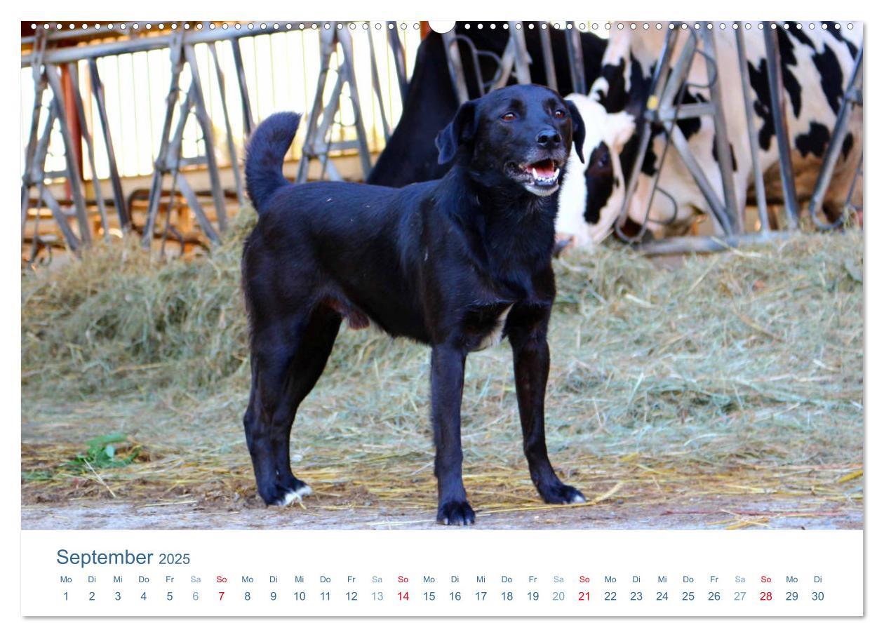 Bild: 9783435493630 | Tierisches Leben auf dem Bauernhof 2025 (Wandkalender 2025 DIN A2...