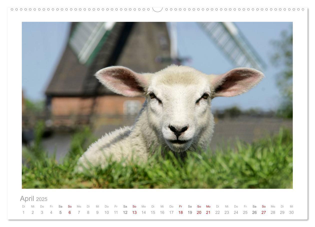 Bild: 9783435644520 | Nordsee Schafe (Wandkalender 2025 DIN A2 quer), CALVENDO...