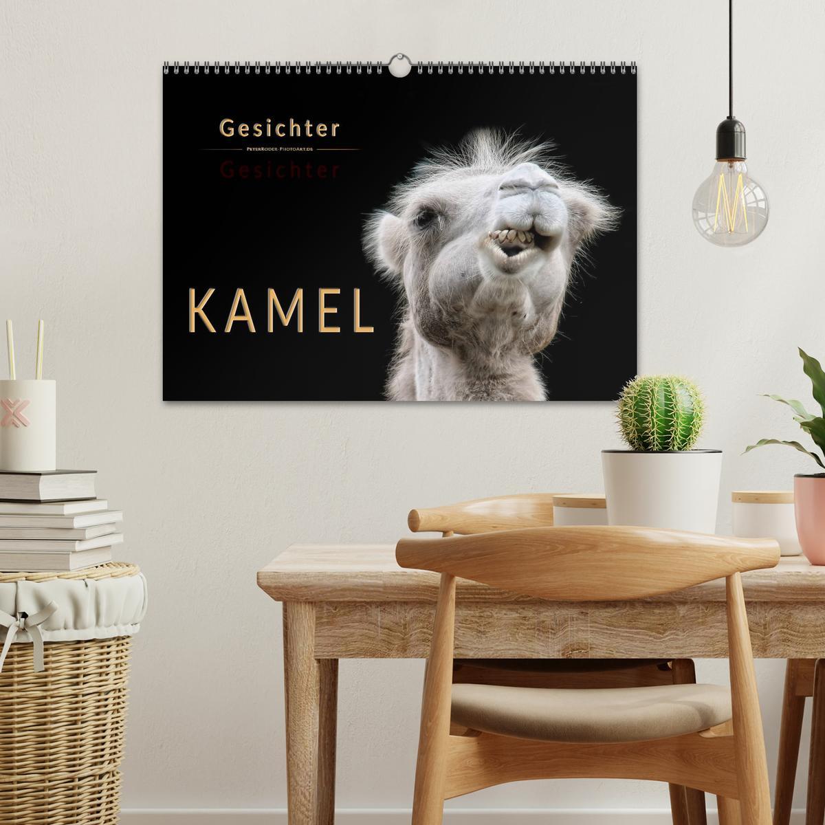 Bild: 9783435355952 | Kamel Gesichter (Wandkalender 2025 DIN A3 quer), CALVENDO...