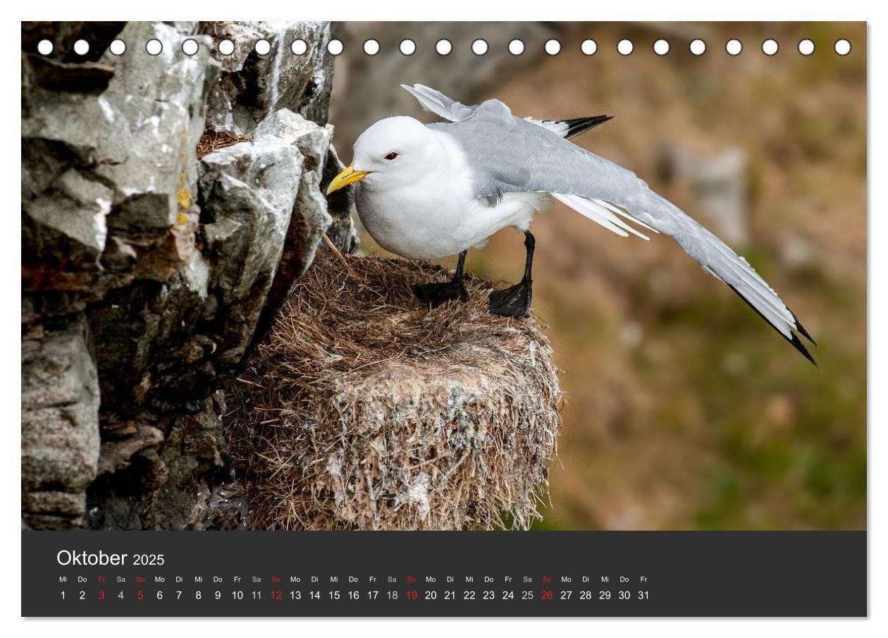 Bild: 9783435676323 | Vögel im Norden Europas (Tischkalender 2025 DIN A5 quer), CALVENDO...