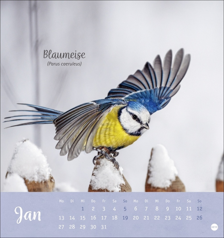 Bild: 9783756407125 | Vögel in unseren Gärten Postkartenkalender 2025 | Kalender | 13 S.