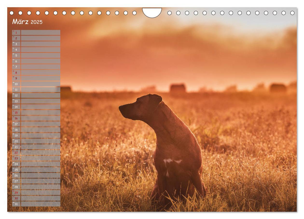 Bild: 9783435358625 | Rhodesian Ridgeback - Herzen auf vier Pfoten (Wandkalender 2025 DIN...