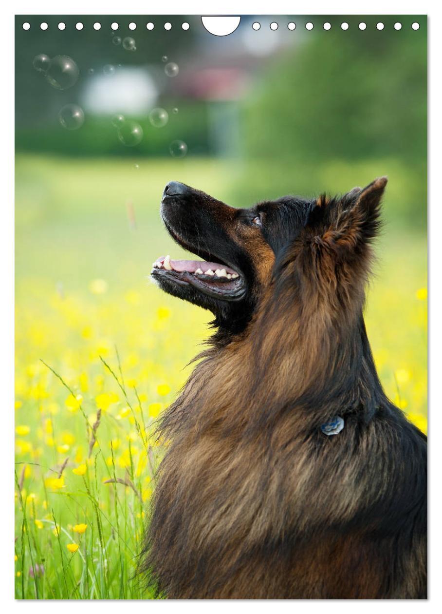 Bild: 9783457001493 | Schäferhunde Langstockhaar zum verlieben (Wandkalender 2025 DIN A4...