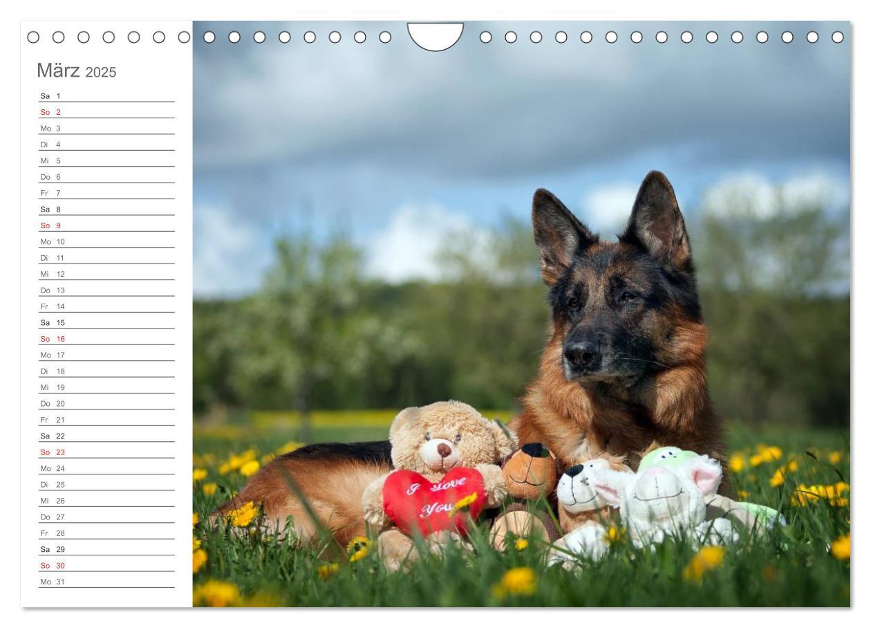 Bild: 9783435474035 | Deutsche Schäferhunde Seelentröster (Wandkalender 2025 DIN A4...