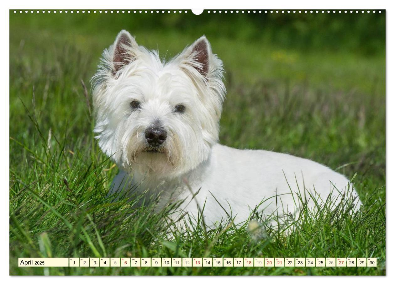 Bild: 9783435462186 | Kobold auf 4 Pfoten - West Highland White Terrier (Wandkalender...