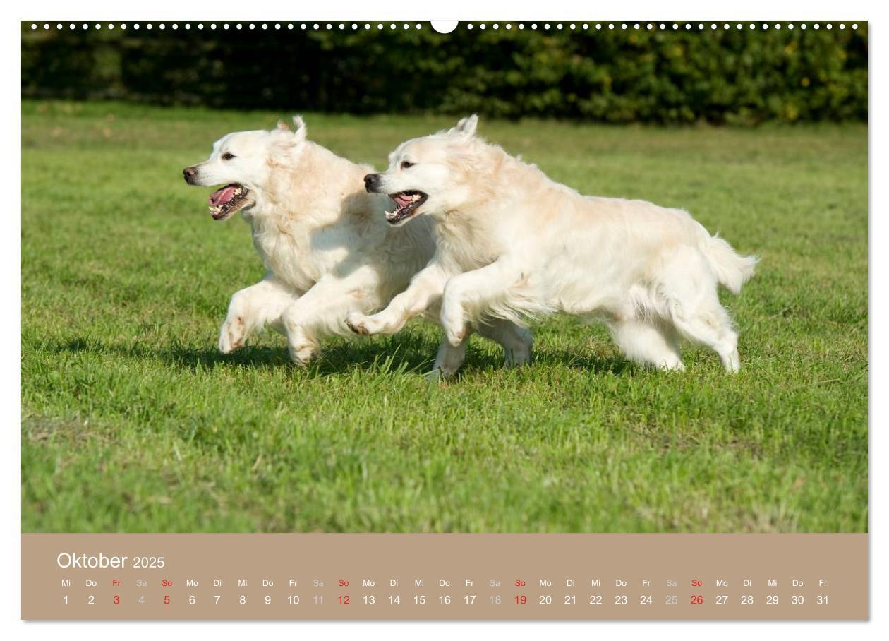 Bild: 9783435723942 | Golden Retriever (hochwertiger Premium Wandkalender 2025 DIN A2...