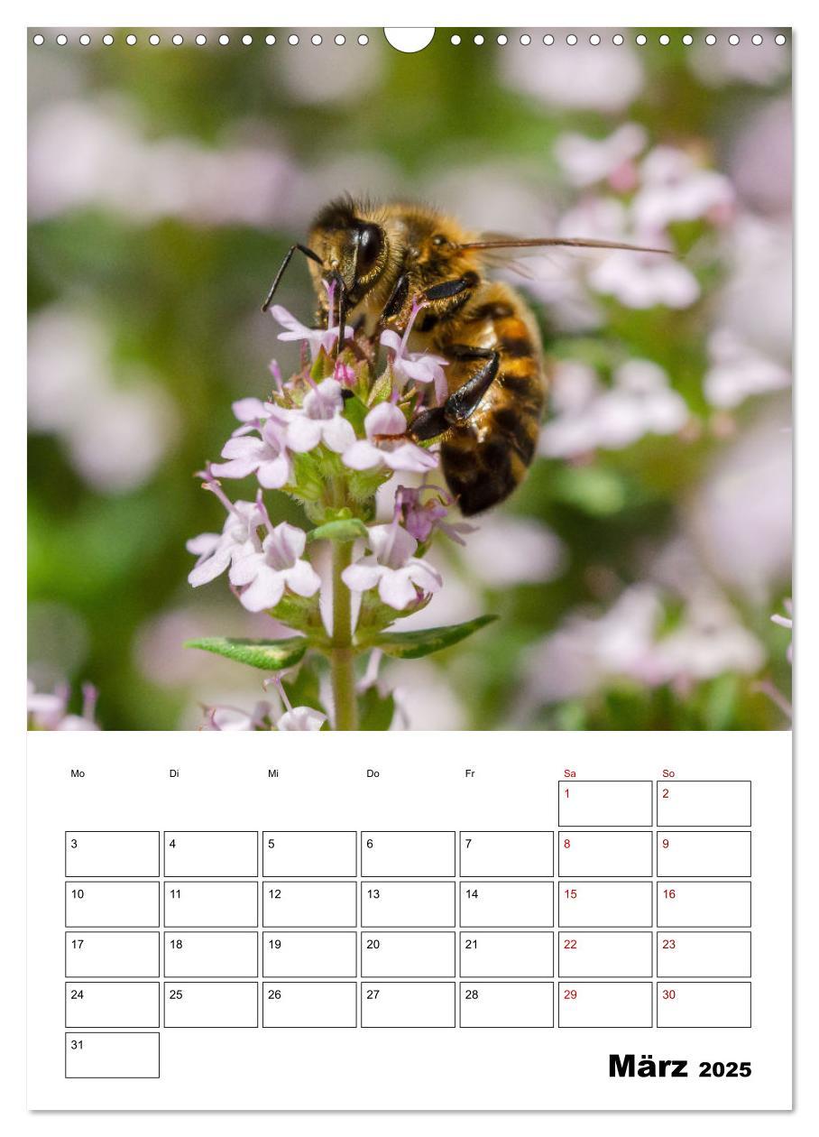 Bild: 9783435879168 | Hummeln und Bienen Terminplaner (Wandkalender 2025 DIN A3 hoch),...