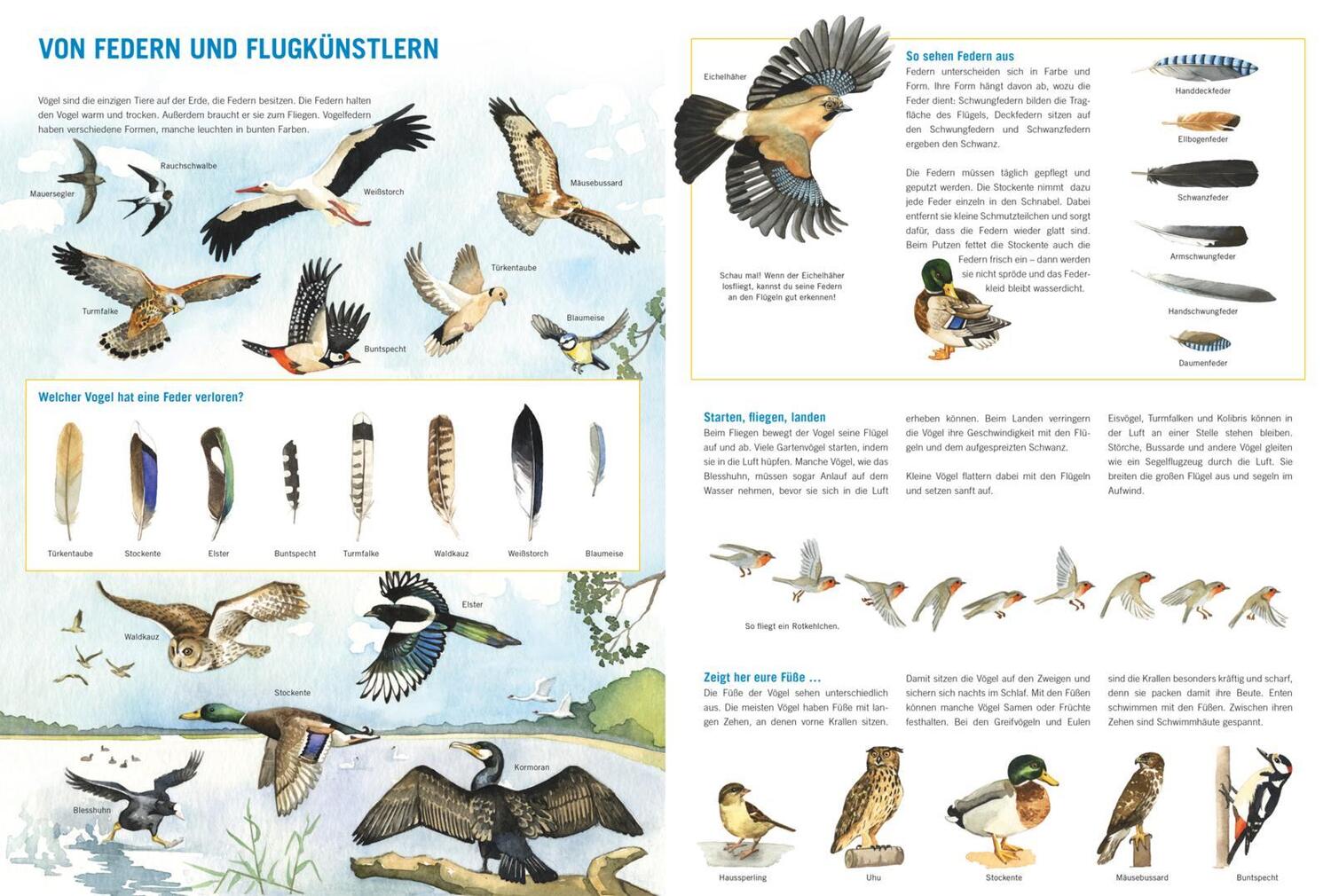 Bild: 9783551255013 | Mein großes Vogelbuch | Über 50 heimische Vogelarten entdecken | Buch