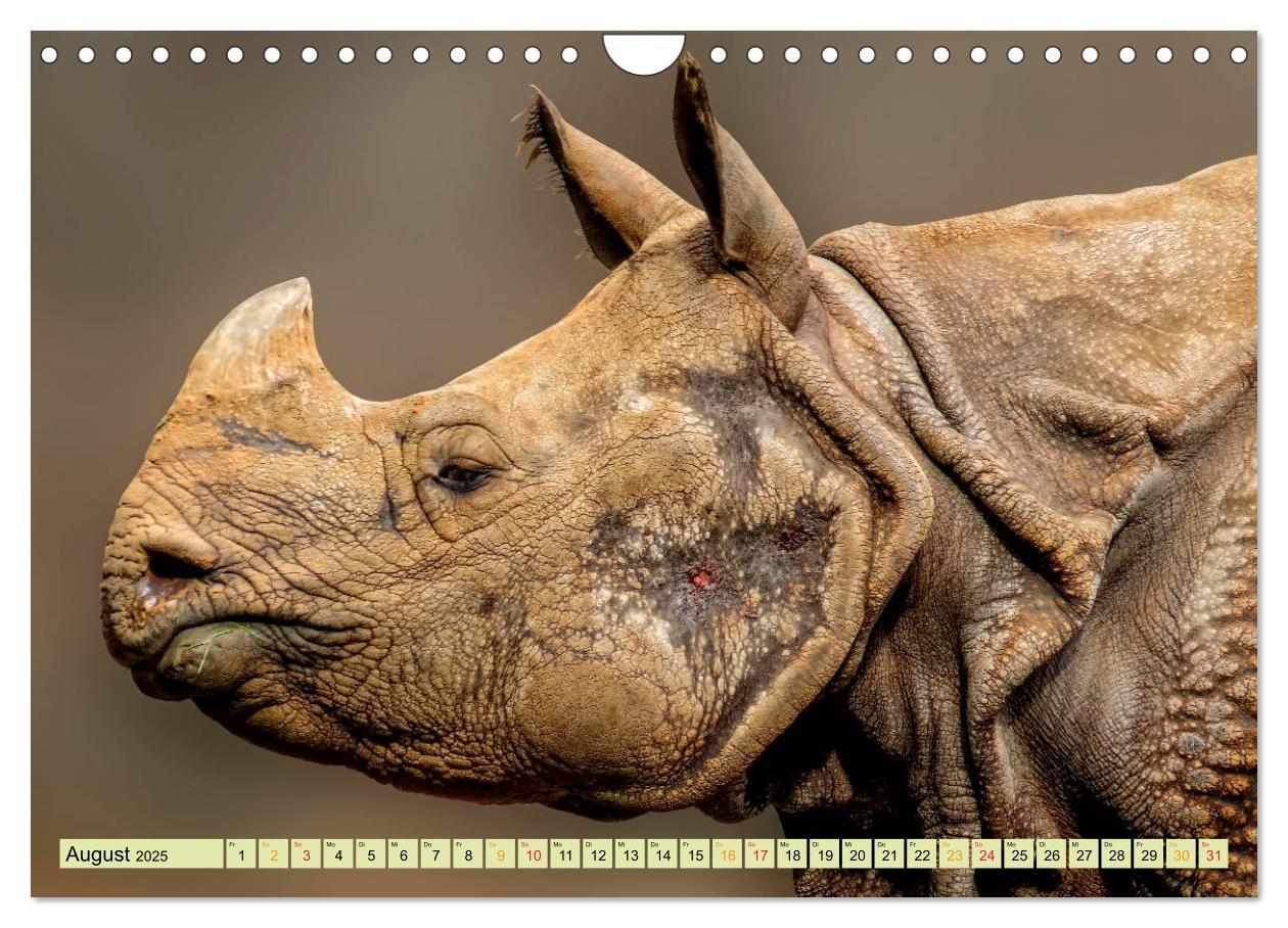 Bild: 9783435371204 | Bedrohte Tierart - Nashorn (Wandkalender 2025 DIN A4 quer),...