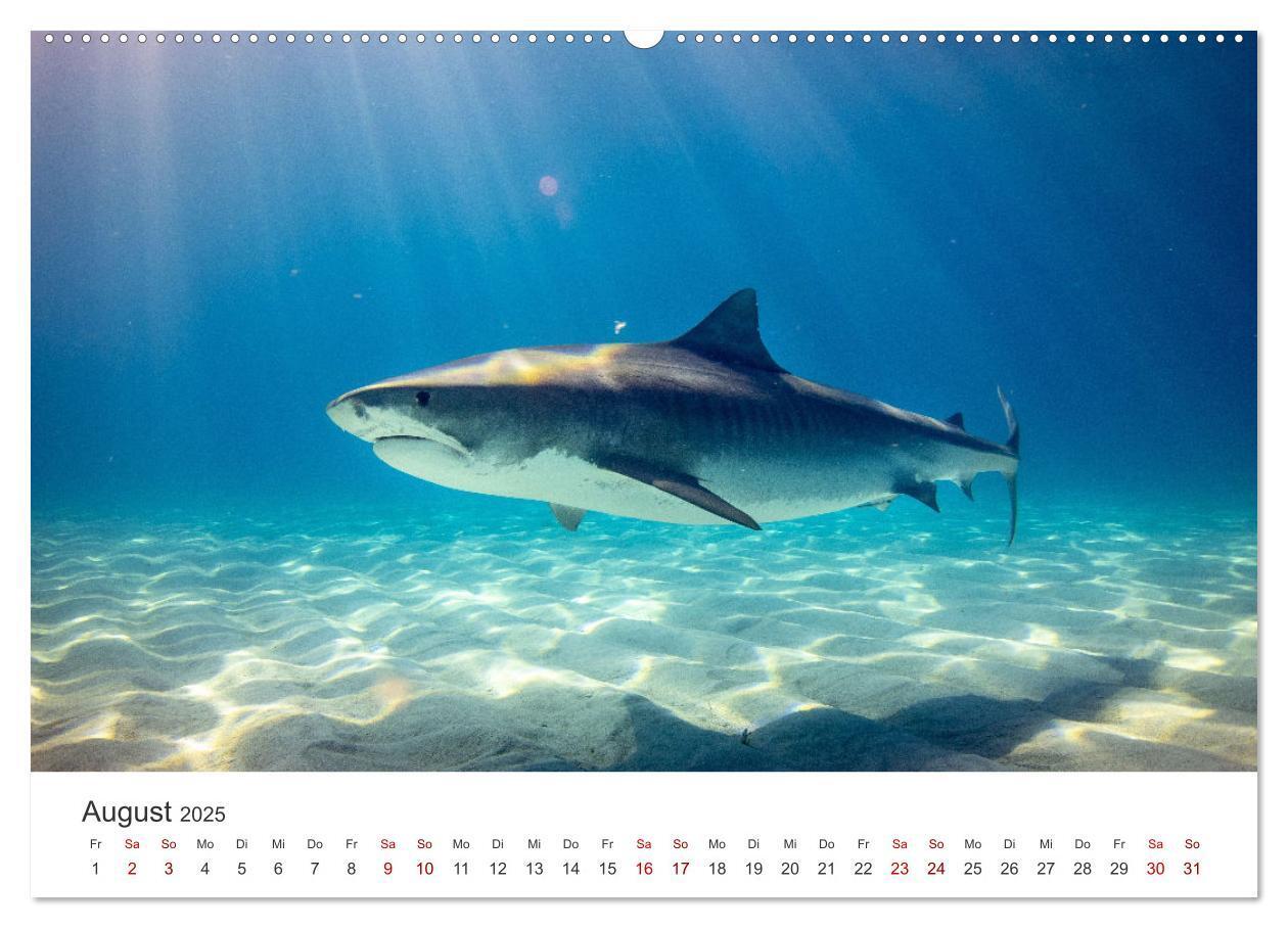 Bild: 9783435000784 | Haie - Könige der Meere. (Wandkalender 2025 DIN A2 quer), CALVENDO...