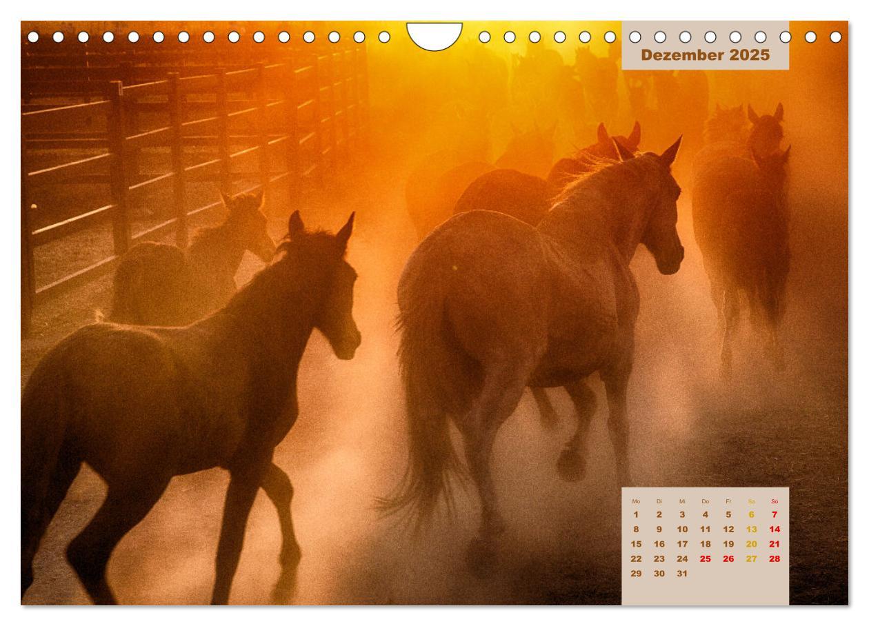 Bild: 9783435105823 | Pferde - Andalusiens wilder Westen (Wandkalender 2025 DIN A4 quer),...