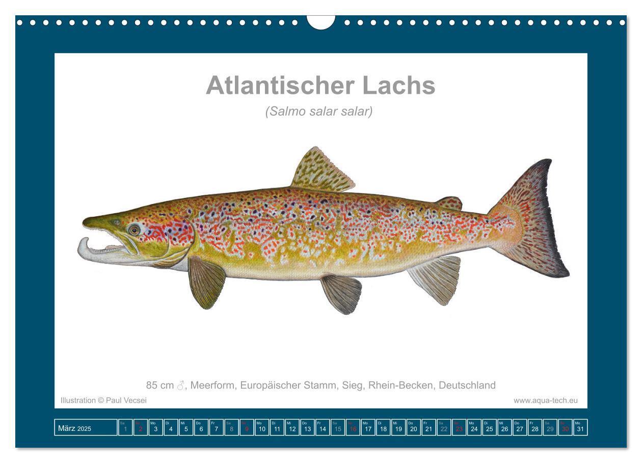 Bild: 9783383772634 | Fisch als Kunst 2025: Atlantische Lachse (Wandkalender 2025 DIN A3...