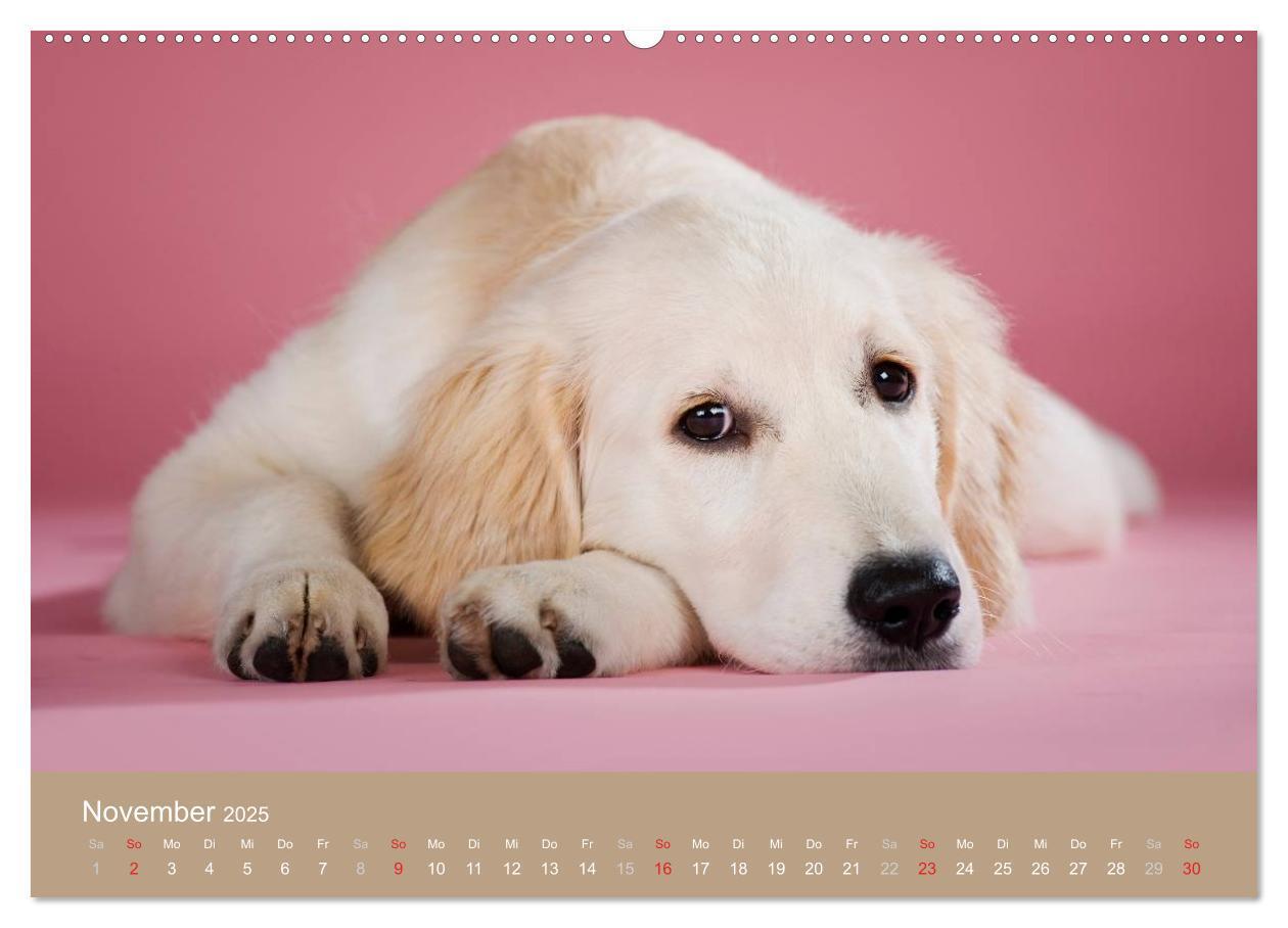 Bild: 9783435723942 | Golden Retriever (hochwertiger Premium Wandkalender 2025 DIN A2...