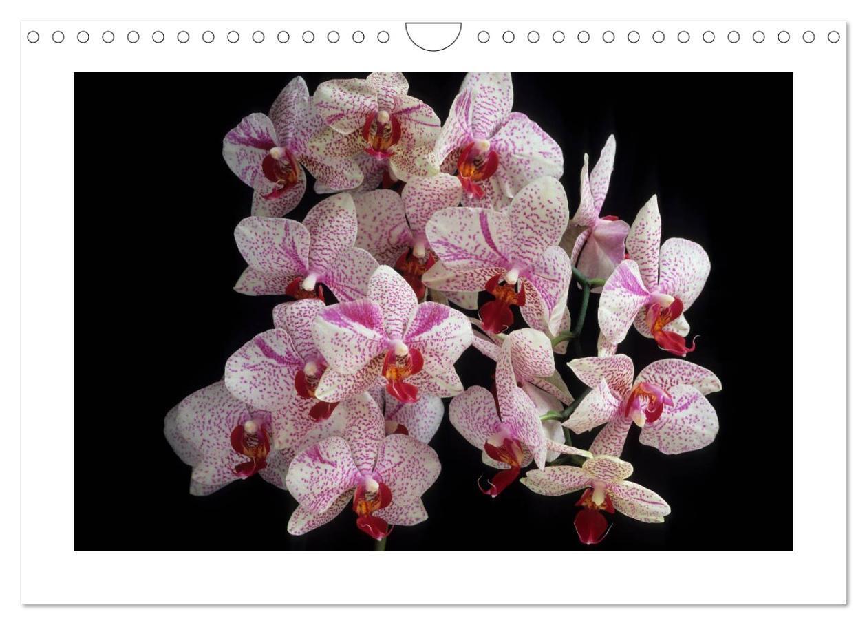 Bild: 9783435820474 | Orchideen 2025 (Wandkalender 2025 DIN A4 quer), CALVENDO...