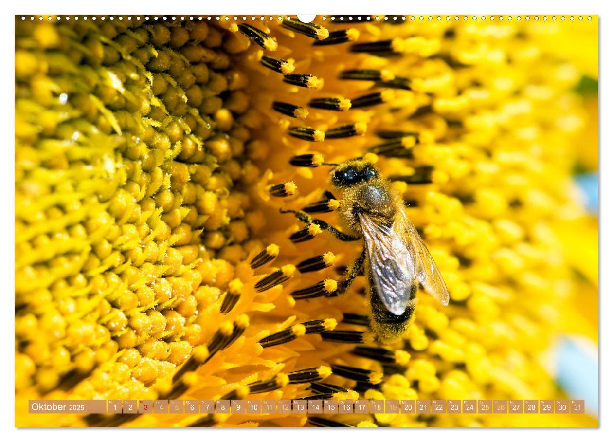 Bild: 9783383886270 | Süßes Gold: Imker, Bienen &amp; Honig (Wandkalender 2025 DIN A2 quer),...