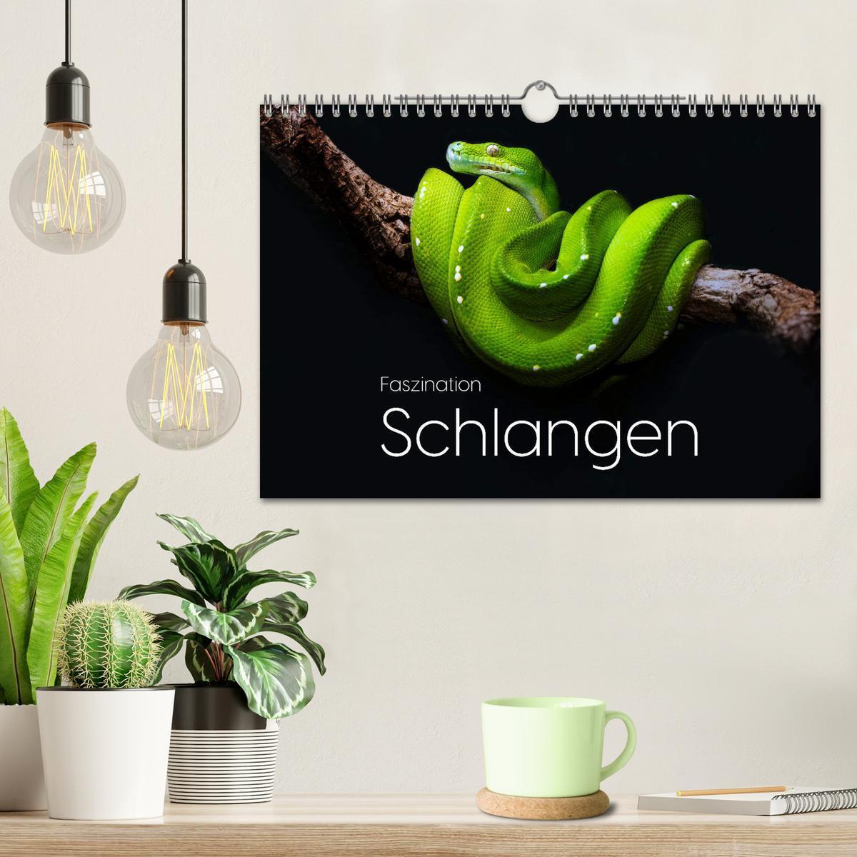 Bild: 9783457182697 | Faszination Schlangen (Wandkalender 2025 DIN A4 quer), CALVENDO...