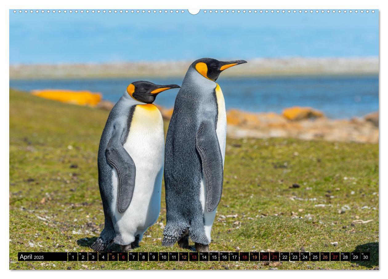 Bild: 9783435077793 | Königspinguine an der Bluff Cove (hochwertiger Premium Wandkalender...