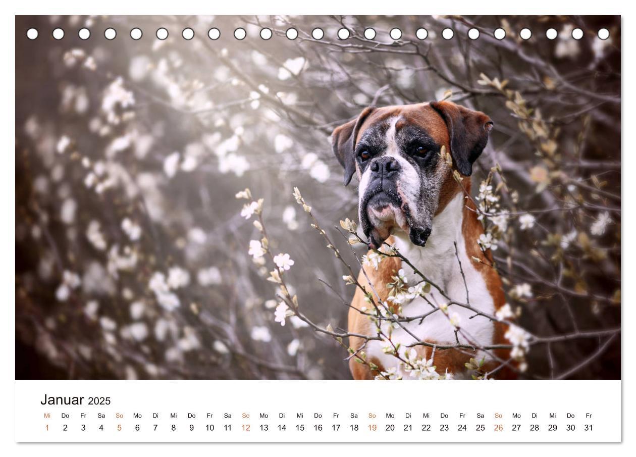 Bild: 9783435159253 | Deutscher Boxer (Tischkalender 2025 DIN A5 quer), CALVENDO...