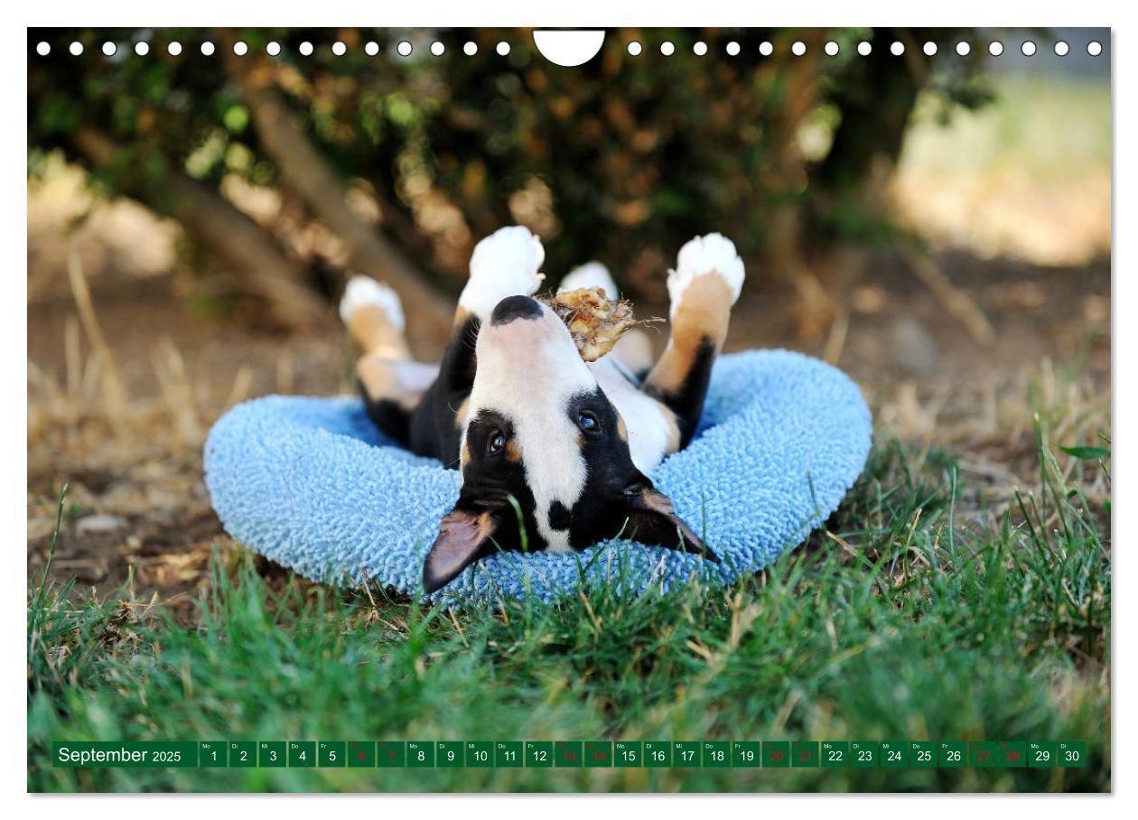 Bild: 9783435405763 | Bullterrier, Powerpakete auf 4 Pfoten (Wandkalender 2025 DIN A4...