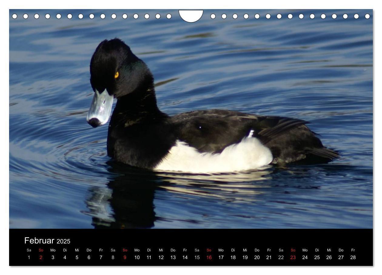 Bild: 9783435840779 | Das Leben der Enten (Wandkalender 2025 DIN A4 quer), CALVENDO...