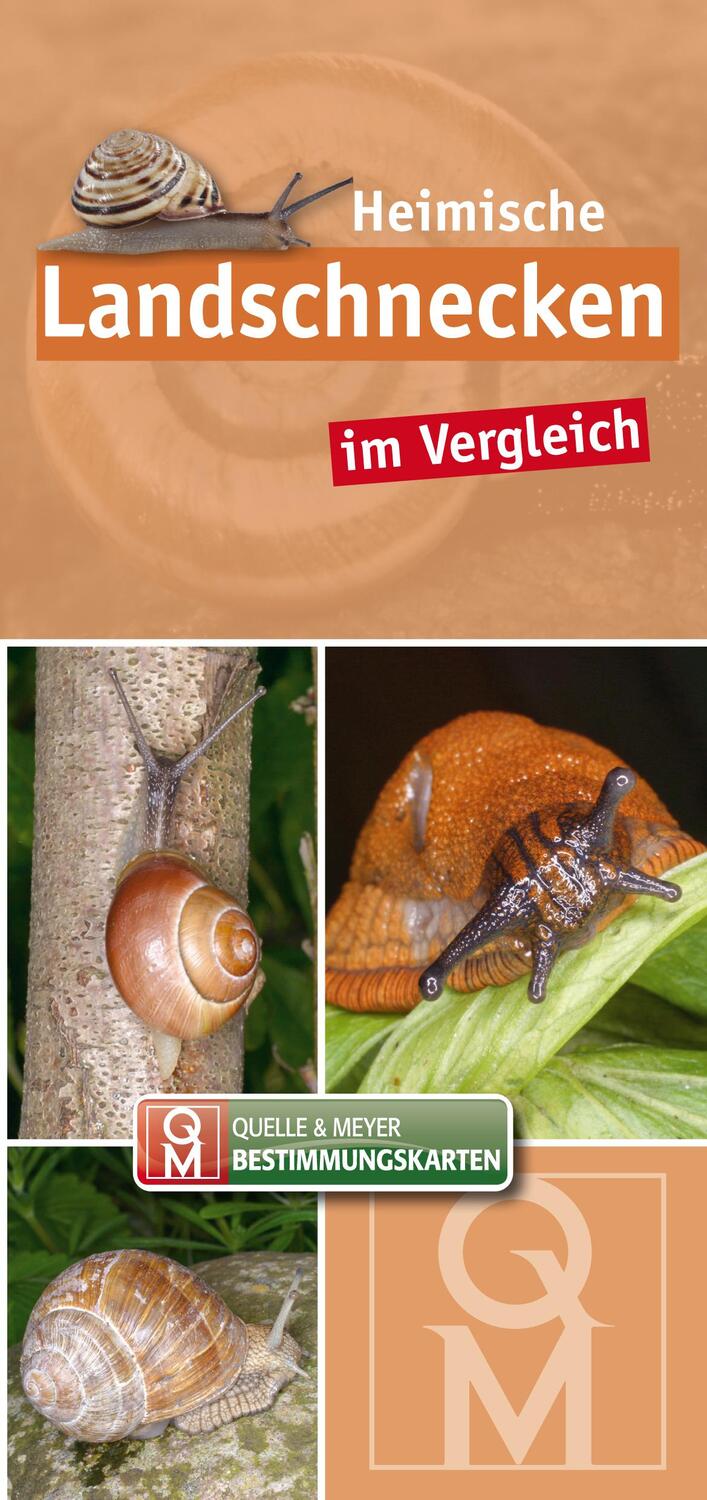 Cover: 9783494019932 | Heimische Landschnecken im Vergleich | Quelle &amp; Meyer Verlag | Buch