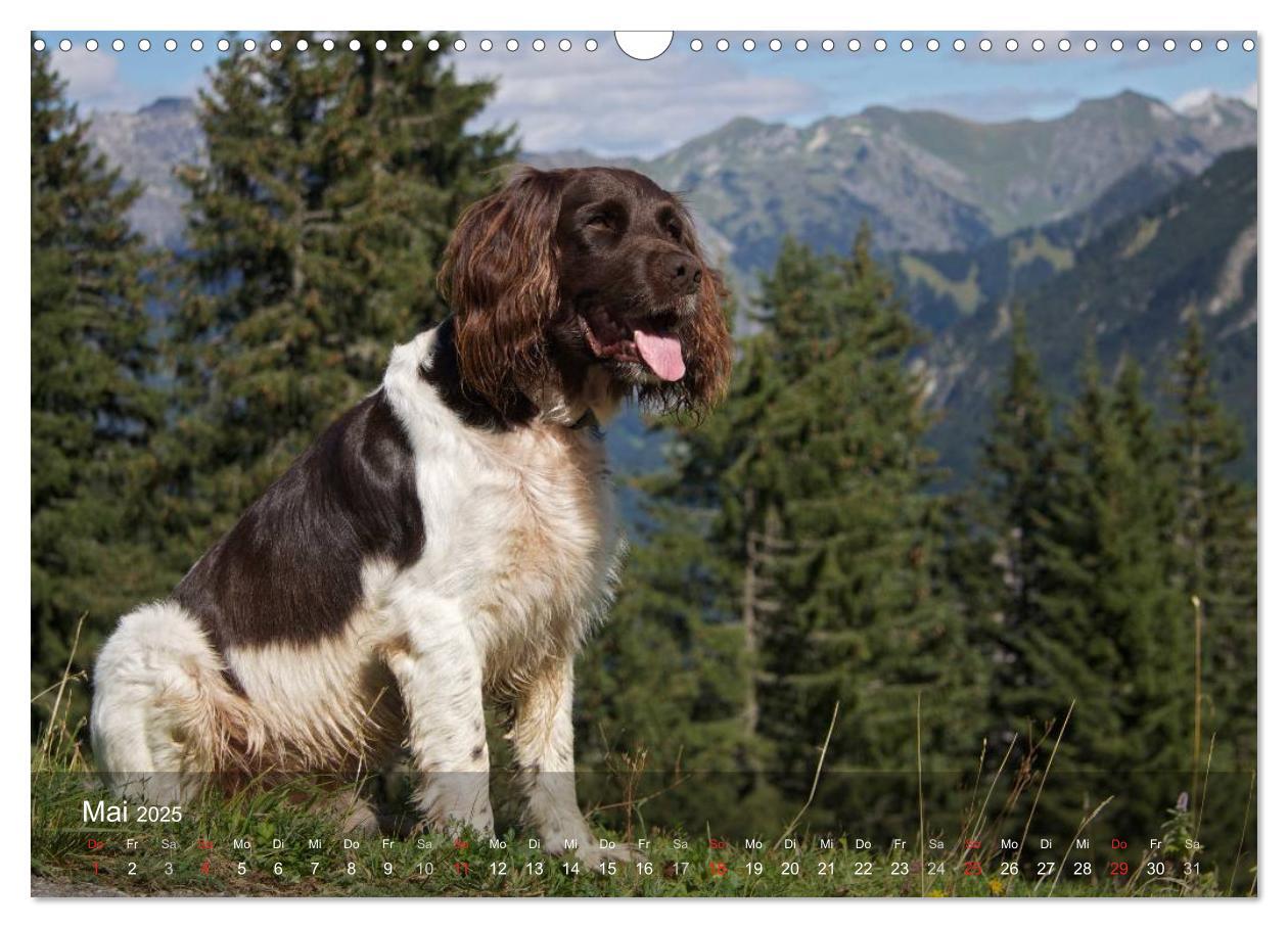 Bild: 9783435632633 | Kleiner Münsterländer Vorstehhund (Wandkalender 2025 DIN A3 quer),...