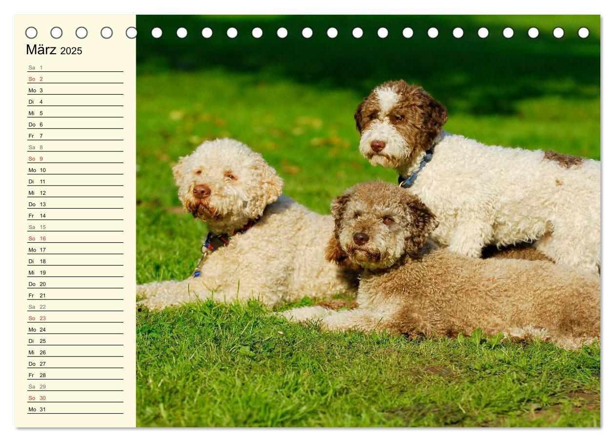 Bild: 9783435543854 | Lagotto Romagnolo - Italienischer Trüffelhund (Tischkalender 2025...