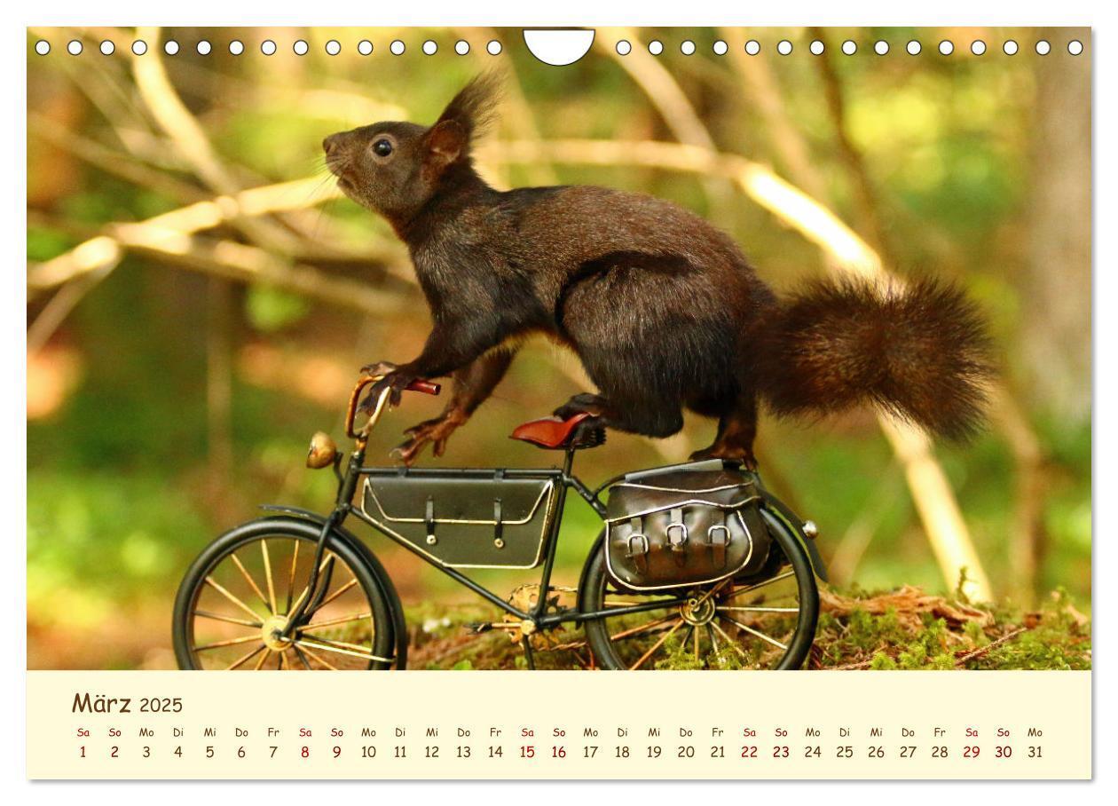 Bild: 9783435063383 | Eichhörnchen - zauberhaft verspielt (Wandkalender 2025 DIN A4...