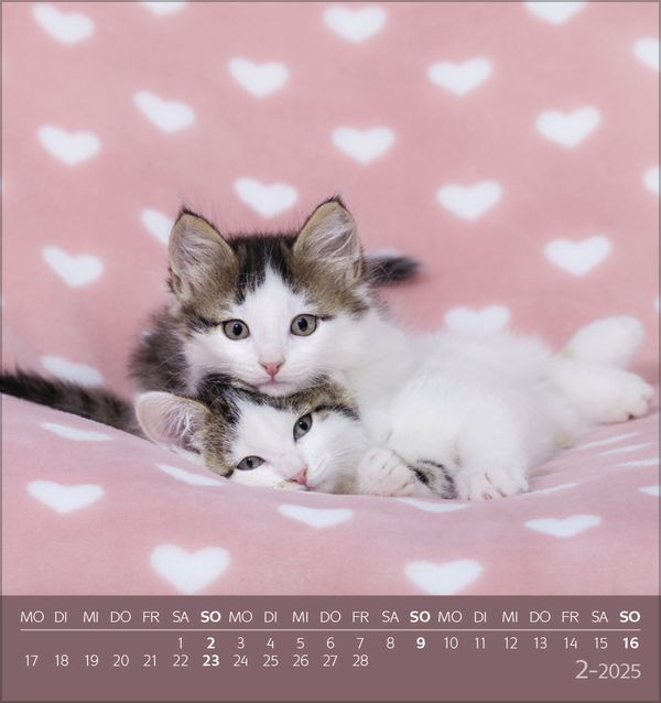 Bild: 9783731876724 | Schmusekatzen 2025 | aufstellbarer Postkartenkalender | Korsch Verlag