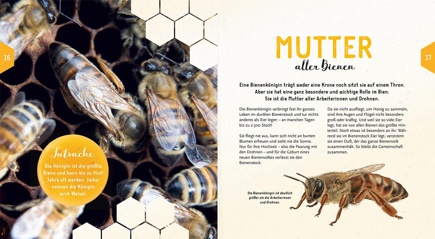 Bild: 9783440179376 | Ein Jahr mit den Bienen | Tobias Miltenberger (u. a.) | Buch | 72 S.