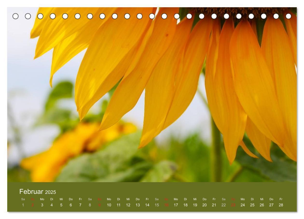 Bild: 9783435798957 | Sonnenblumen - die Blumen der Lebensfreude (Tischkalender 2025 DIN...