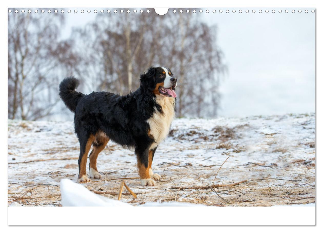 Bild: 9783435659418 | Liebling BERNER SENNENHUND (Wandkalender 2025 DIN A3 quer),...